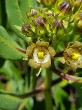 Image of Parapodium