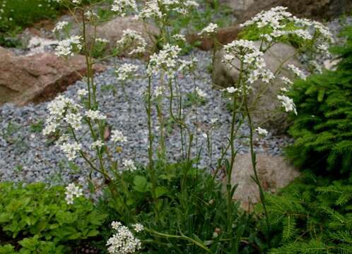 Image of Saxifraga cotyledon L.