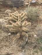 Image de Cylindropuntia fosbergii (C. B. Wolf) Rebman, M. A. Baker & Pinkava