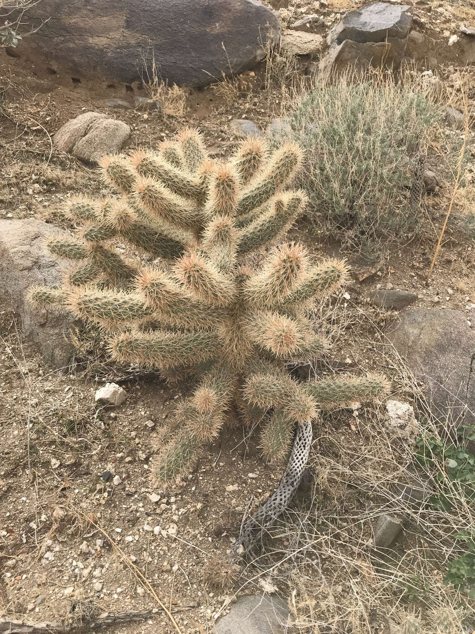 Image de Cylindropuntia fosbergii (C. B. Wolf) Rebman, M. A. Baker & Pinkava