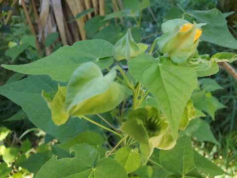 Image of whiteleaf Indian mallow