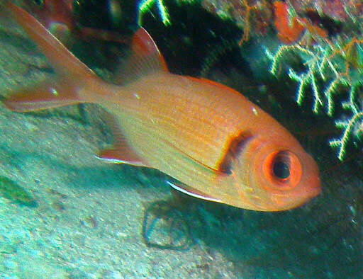 Image of Epaulette soldierfish