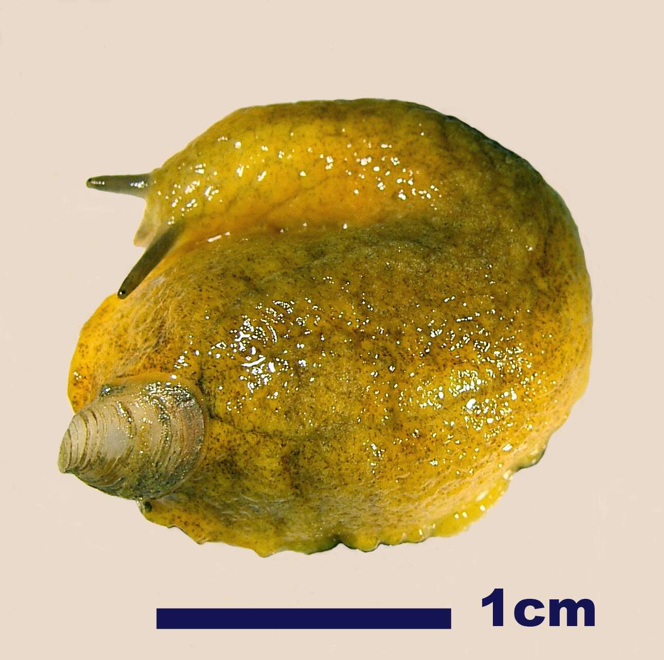 Image of Testacella scutulum G. B. Sowerby I 1821