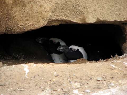 Image of African Penguin