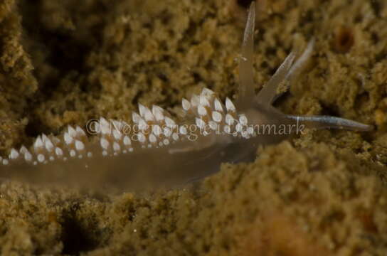 Image of Coryphella verrucosa (M. Sars 1829)