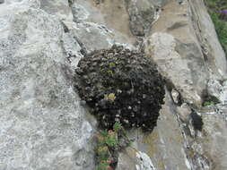 Image de Gypsophila tenuifolia M. Bieb.