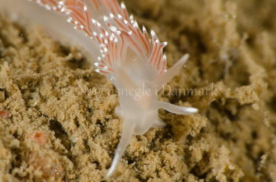 Image of Coryphella verrucosa (M. Sars 1829)