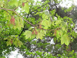 Image of Devil maple