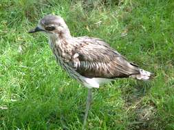 Image of Bush Stone-curlew