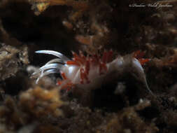 Image of Flabellina dushia (Marcus Ev. & Er. 1963)