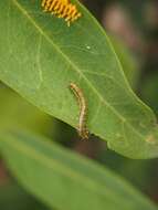 Image de Capparis lasiantha R. Br. ex DC.