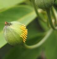 Image de Capparis lasiantha R. Br. ex DC.