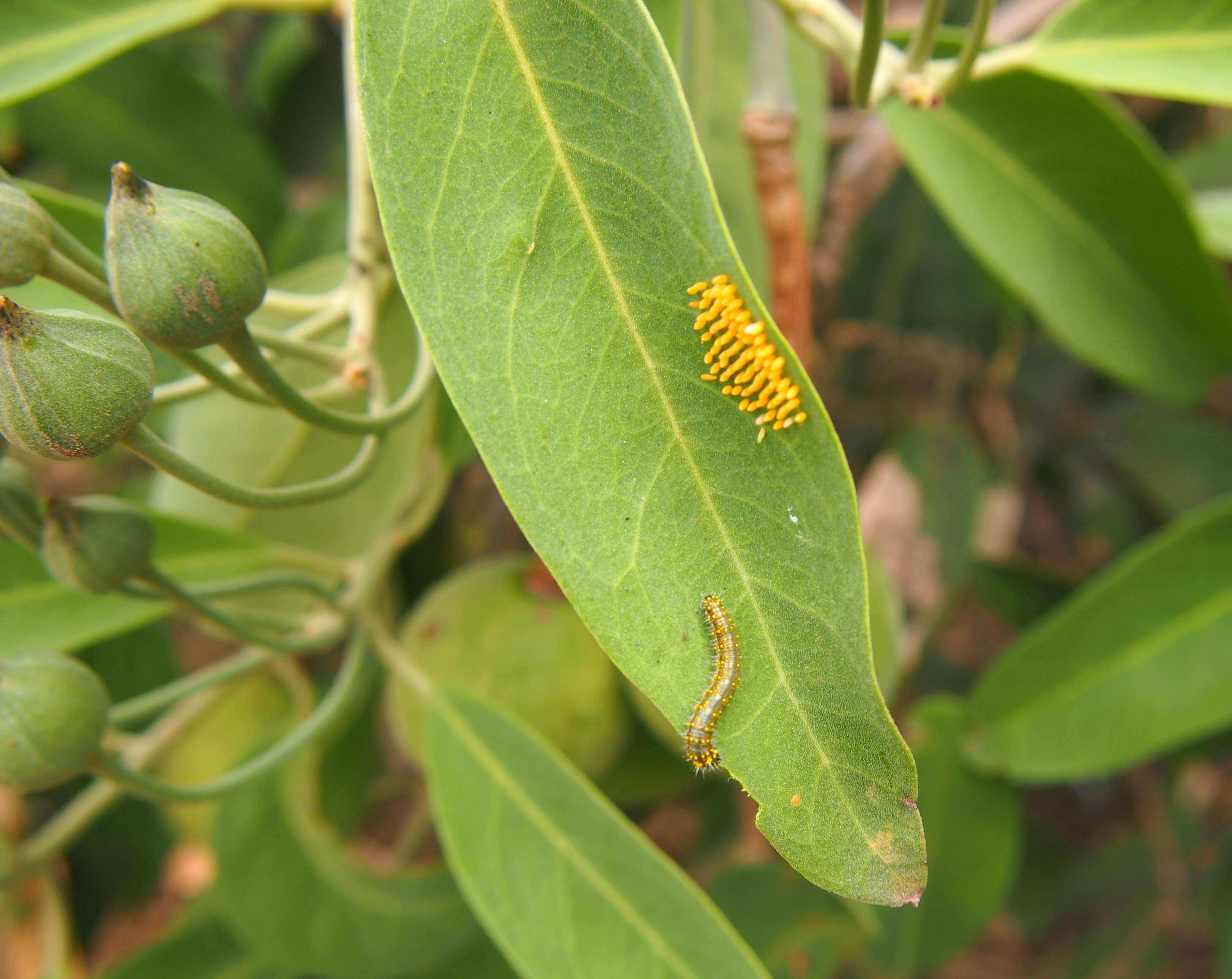 Image de Capparis lasiantha R. Br. ex DC.