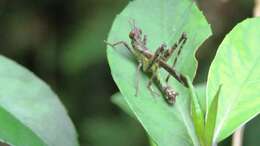 Image of Erianthella formosana (Shiraki 1910)