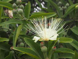 Image de Capparis lasiantha R. Br. ex DC.