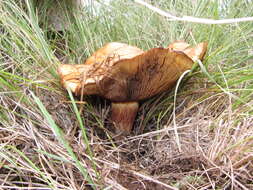 Image of Paxillus vernalis Watling 1969