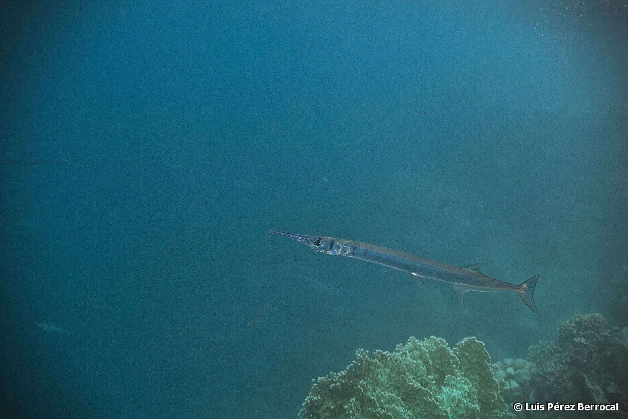 Zargana balığı resmi