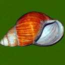 Image of Archachatina bicarinata