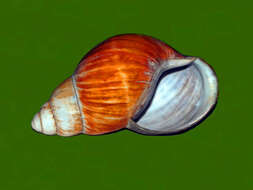 Image of Archachatina bicarinata