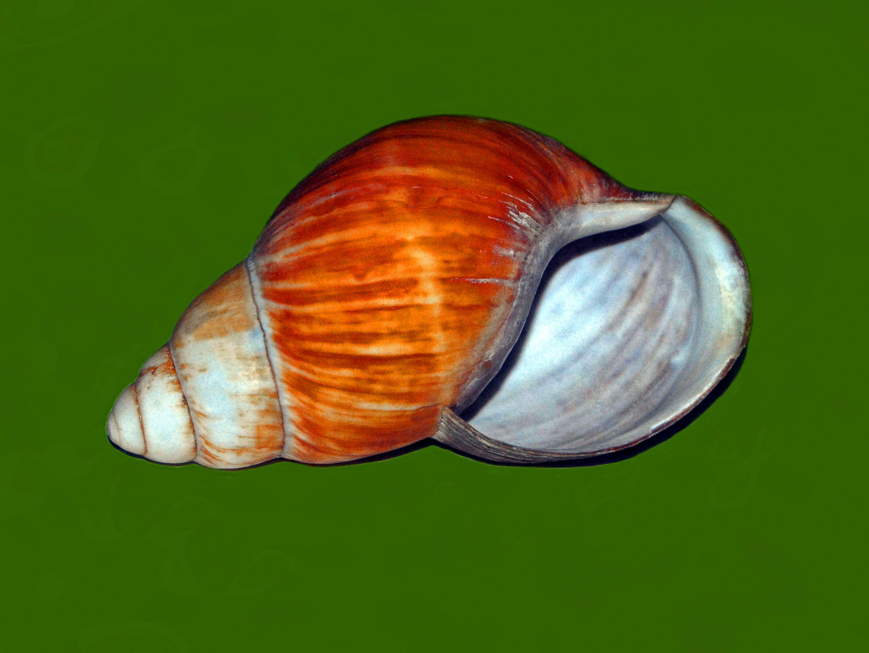 Image of Archachatina bicarinata