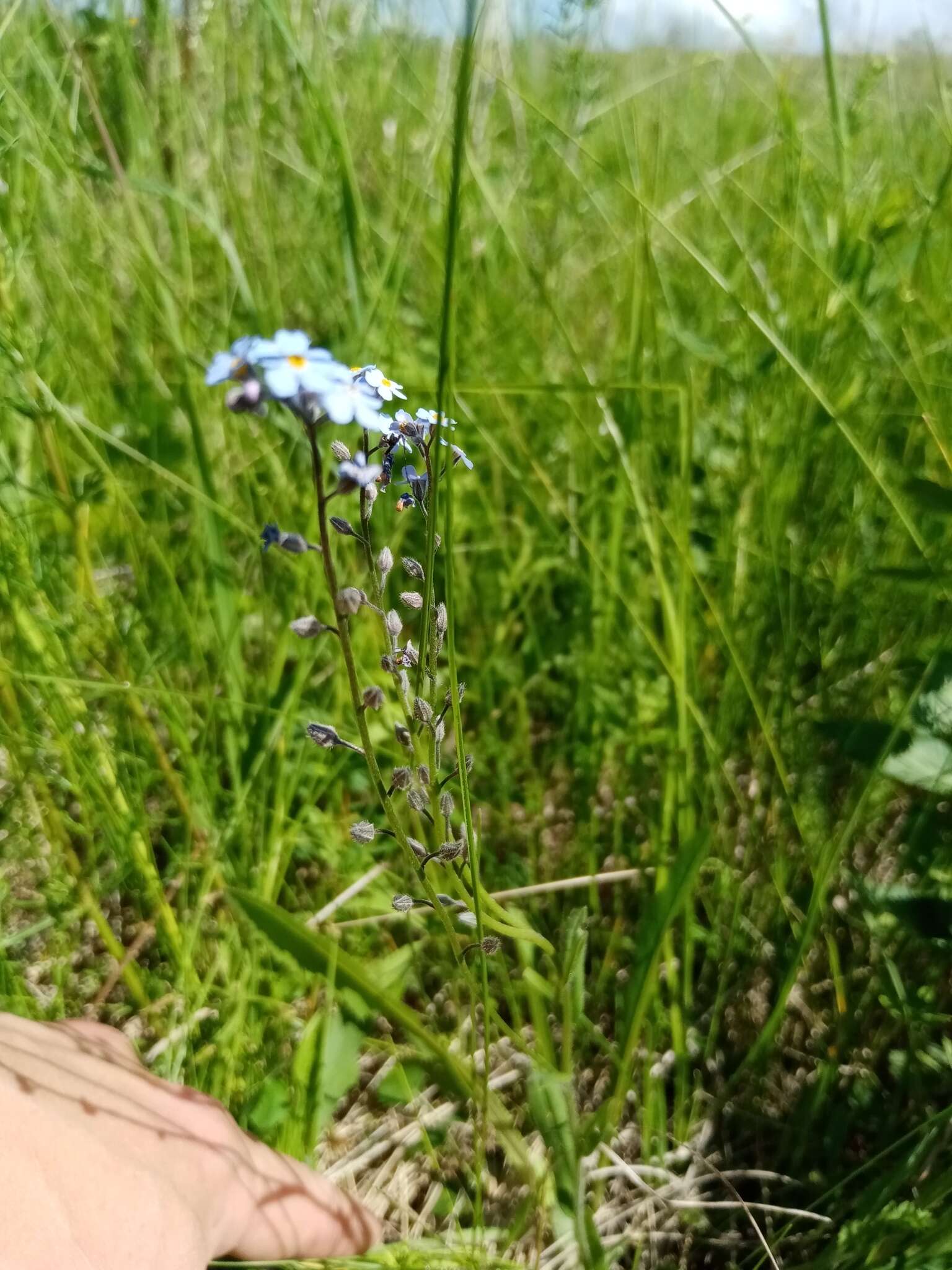 Image of Myosotis popovii Dobroc.