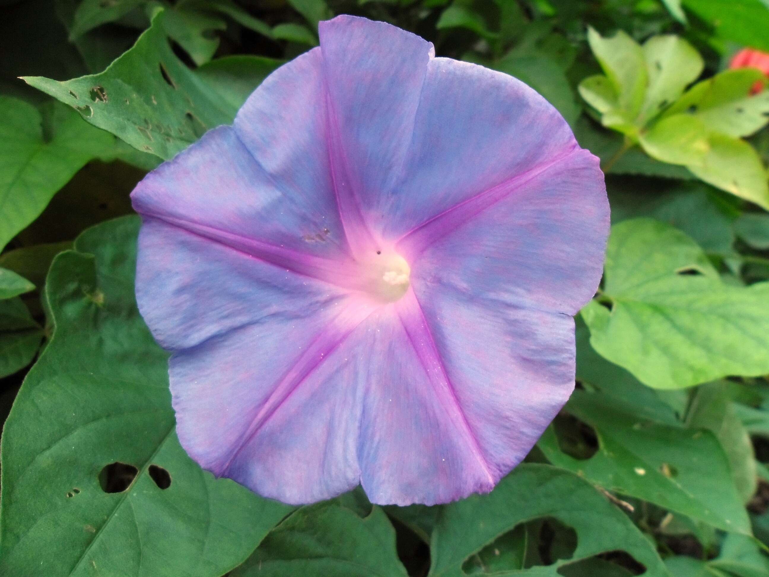 Image of whiteedge morning-glory