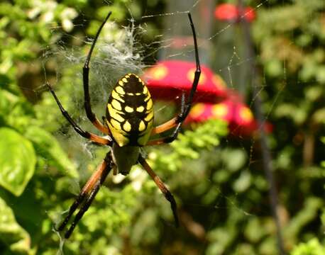 Image of Black-and-Yellow Argiope