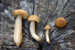 Imagem de Hygrocybe deceptiva (A. H. Sm. & Hesler) Leelav., Manim. & Arnolds 2006