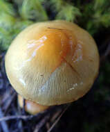 Image of Cortinarius ignotus E. Horak 1990