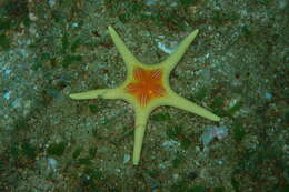 Image of Double Sea Star