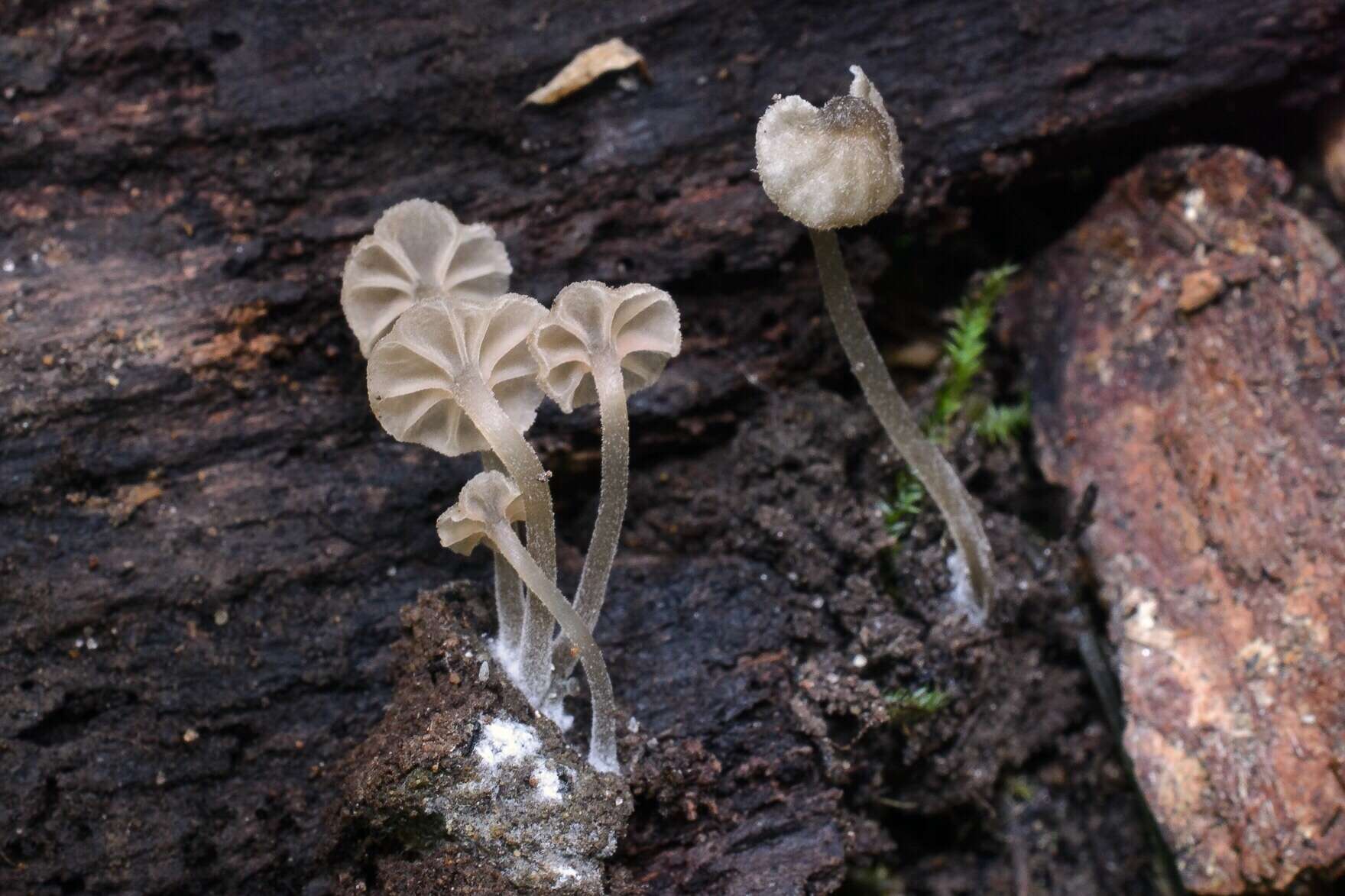 Imagem de Entoloma rhodocylix (Lasch) M. M. Moser 1978