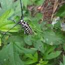 Image of Cottonwood Borer