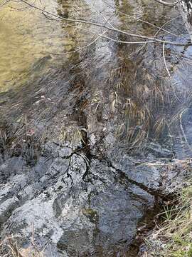 Слика од Schoenoplectus etuberculatus (Steud.) Soják