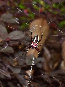 Imagem de Argiope ocula Fox 1938