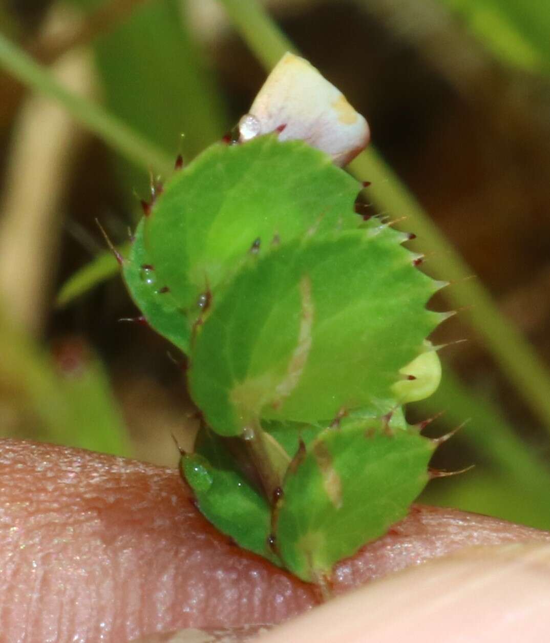 Imagem de Geissaspis cristata var. tenella