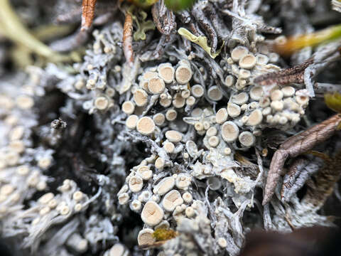 Image of Tundra saucer lichen