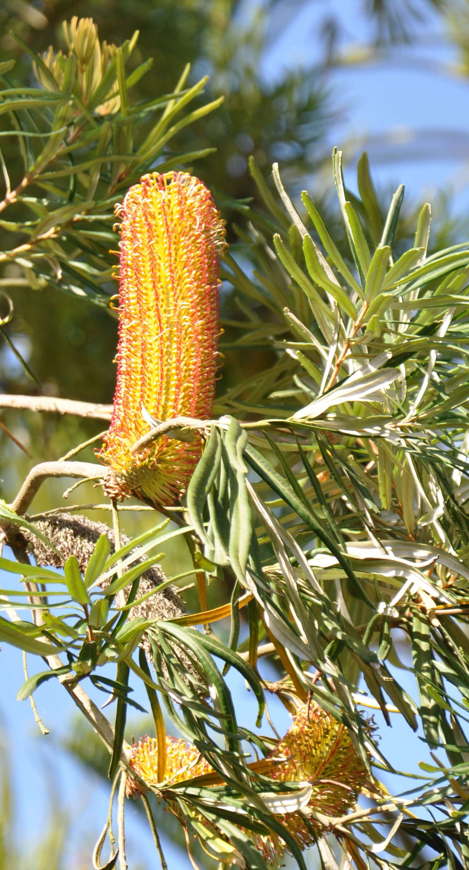 Image of Banksia seminuda (A. S. George) B. L. Rye