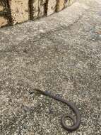 Image of Black whip snake