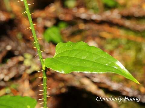 Image of Smilax sieboldii Miq.