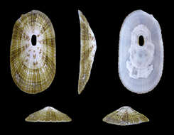 Image of Lucapina aegis (Reeve 1850)