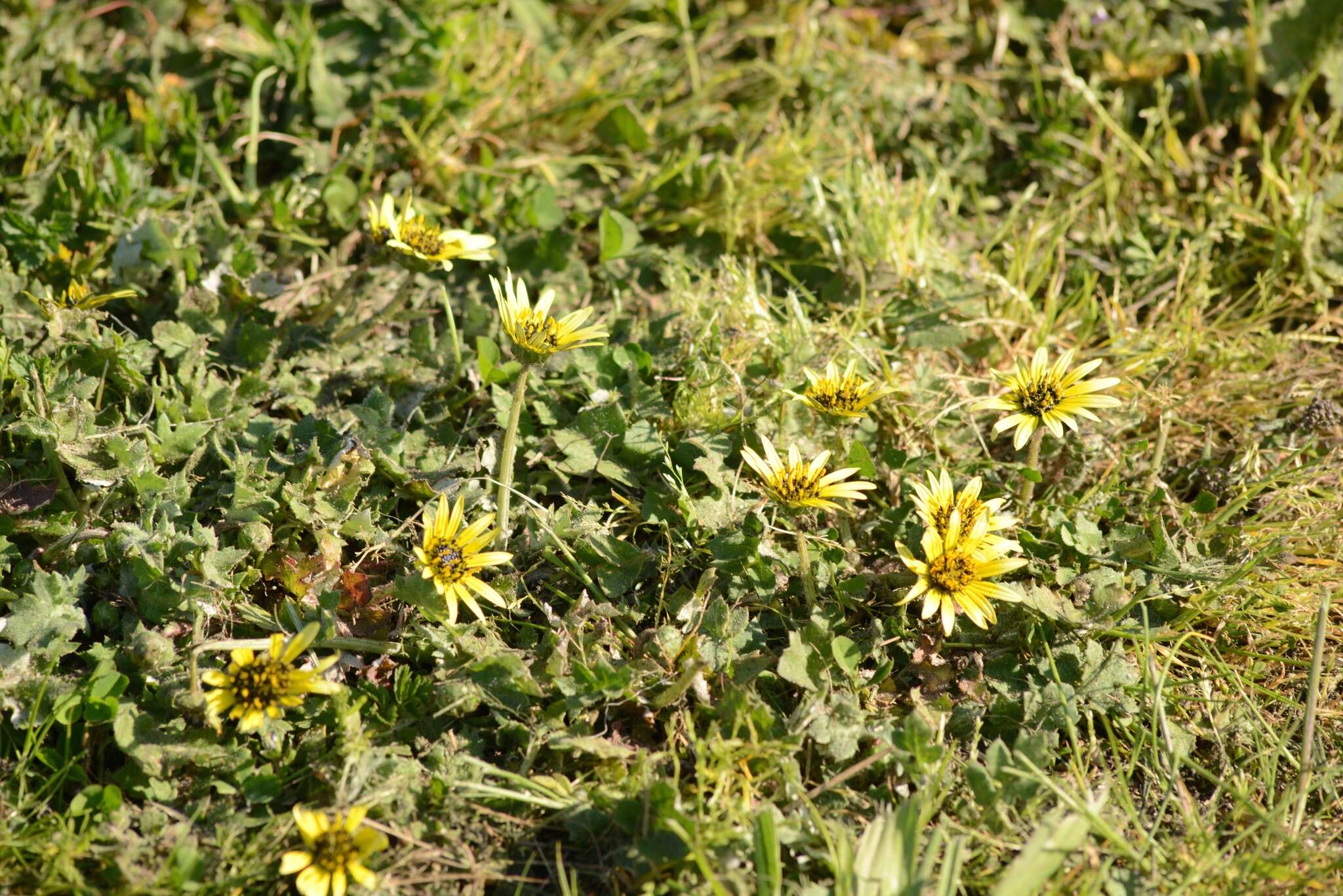 Image of Capeweed