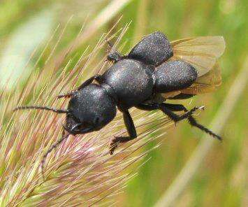 Image of Devil's Coach Horse