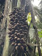 Image of cohune palm