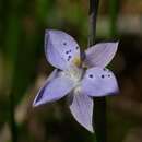 Sivun Thelymitra juncifolia Lindl. kuva