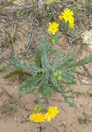 Plancia ëd Senecio glaucus L.