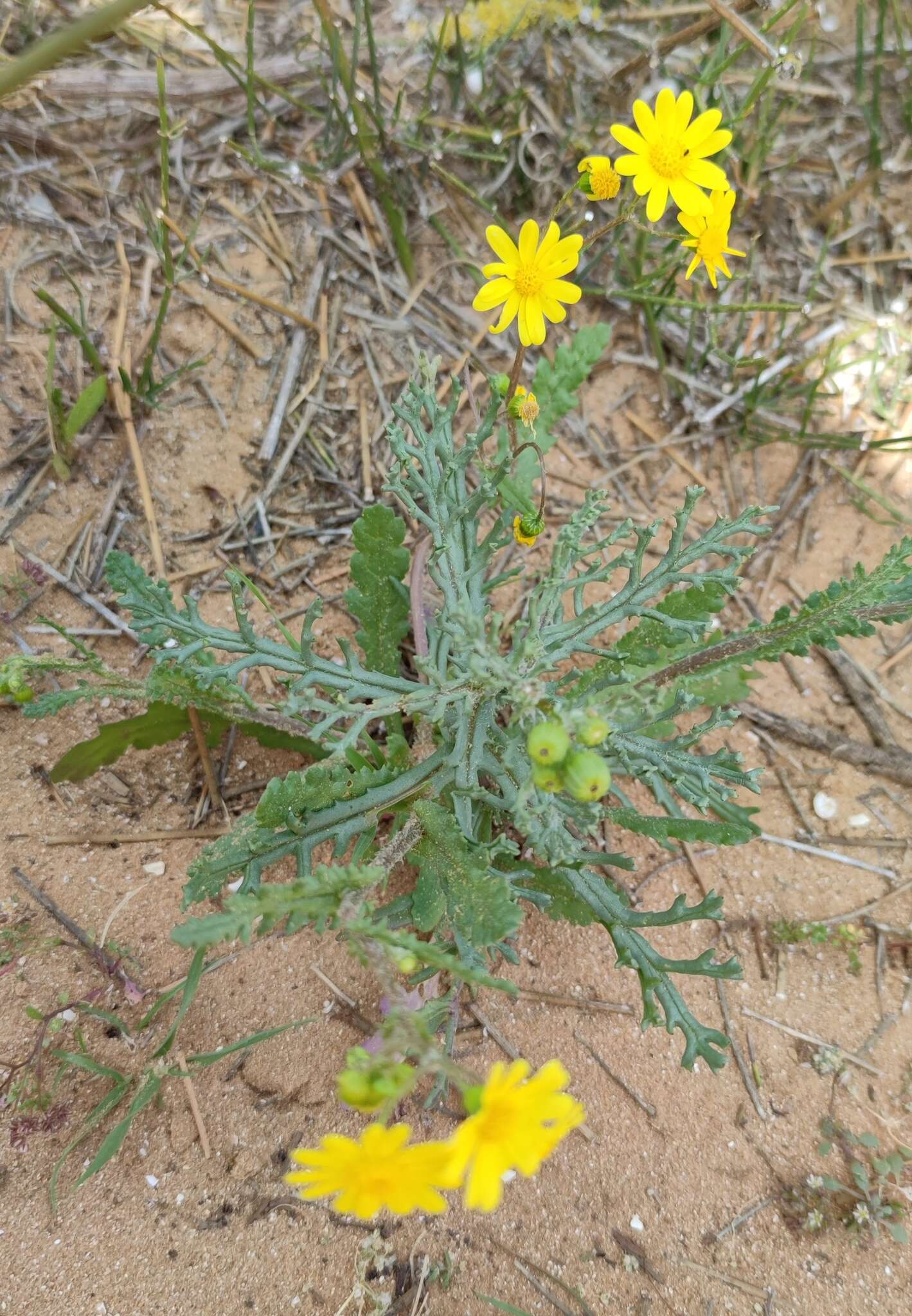 Plancia ëd Senecio glaucus L.