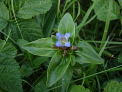 Image of Cross gentian