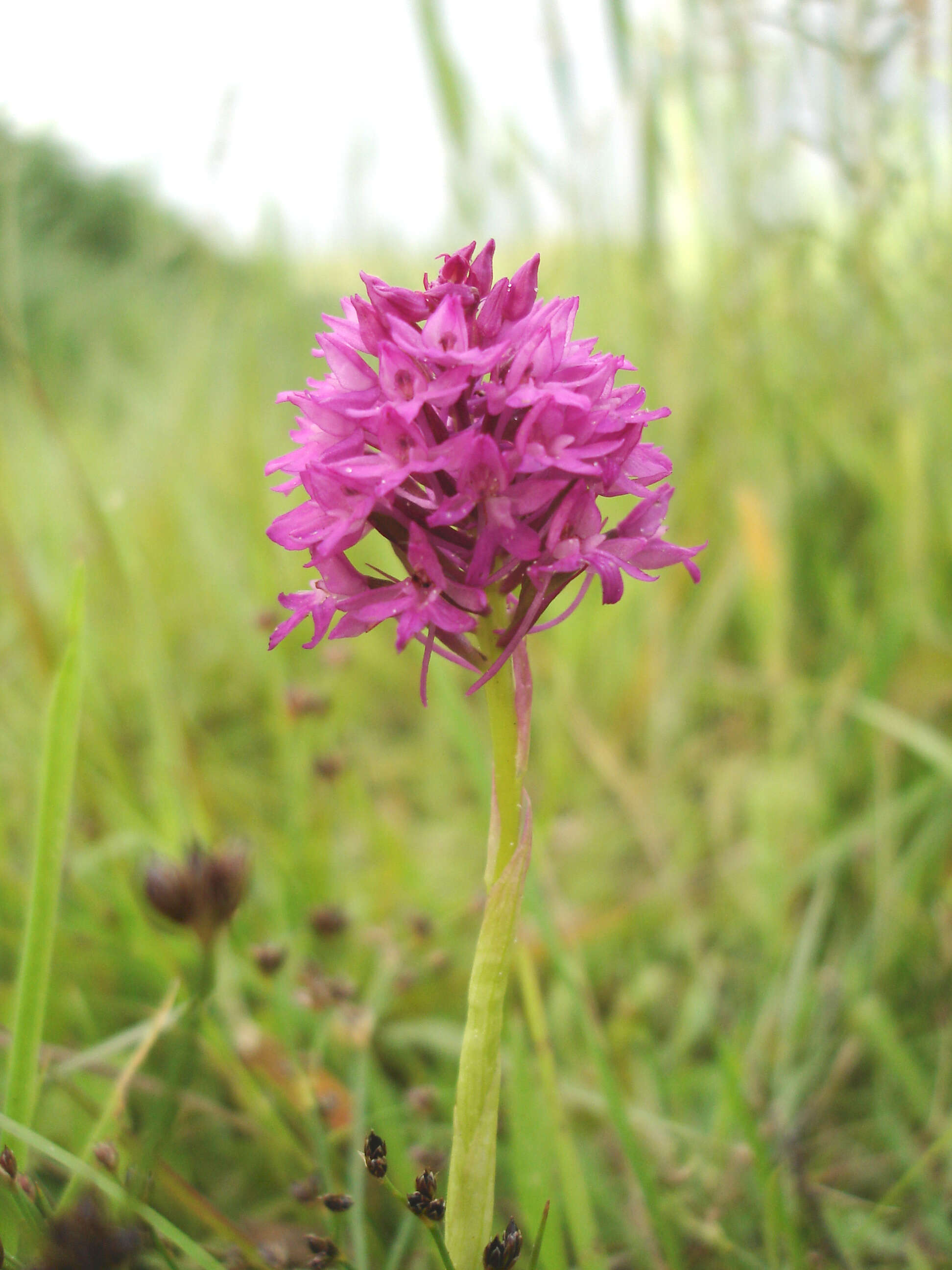 Image of Pyramidal orchid