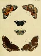 Cethosia cyane Drury 1770 resmi