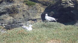 Image de Larus argentatus argenteus Brehm, CL & Schilling 1822